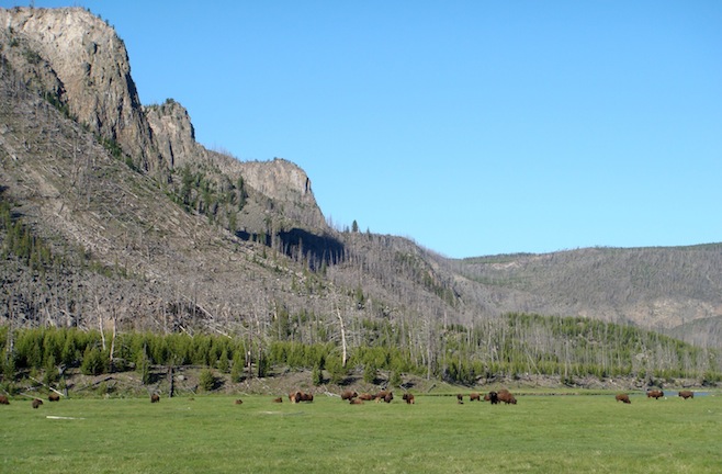 Yellowstone Buffalo
